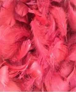 Goose Feathers - Goose Coquille, Tail Feathers, Pointers